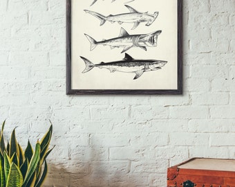 Sharks and Fish -  Vintage style marine life print - Home, Kids Room , or Office Decor,No419,441