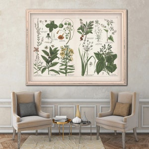 Extra large 1887 Botanical Plate #20 reprint - primrose/fireweed/heather/ceylon cinnamon tree reprint - 5 sizes up to 40x30" - sold unframed