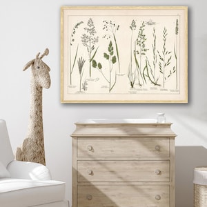 Extra large 1887 Botanical Plate #5 reprint - vintage botanical wild grasses reprint - 5 large/XL sizes up to 40x30 - sold unframed