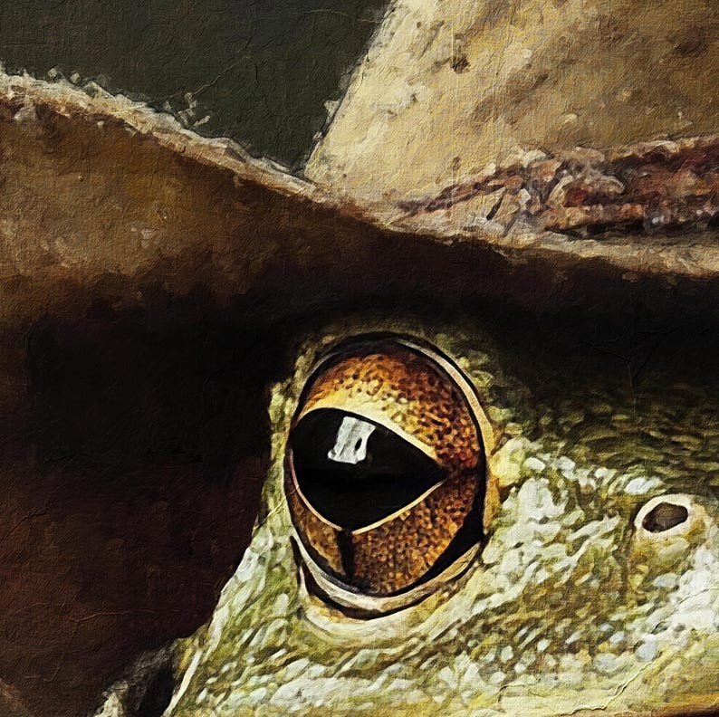Op de afbeelding: Close-up van een kikkeroog met een bruine en gouden iris. De kikker draagt een bruine cowboyhoed.
