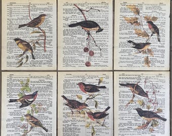 Vintage Bird Art Prints on Antique Dictionary Pages - Set of 6 - vintage bird print- bird lover gift #1651