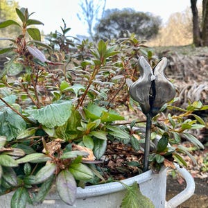 Puede incluir: Una estaca de jardín de metal con diseño de tulipán se coloca en una maceta blanca llena de plantas verdes. La estaca es de color gris oscuro y tiene una división en el centro. Las plantas tienen hojas verdes y tallos marrones rojizos.