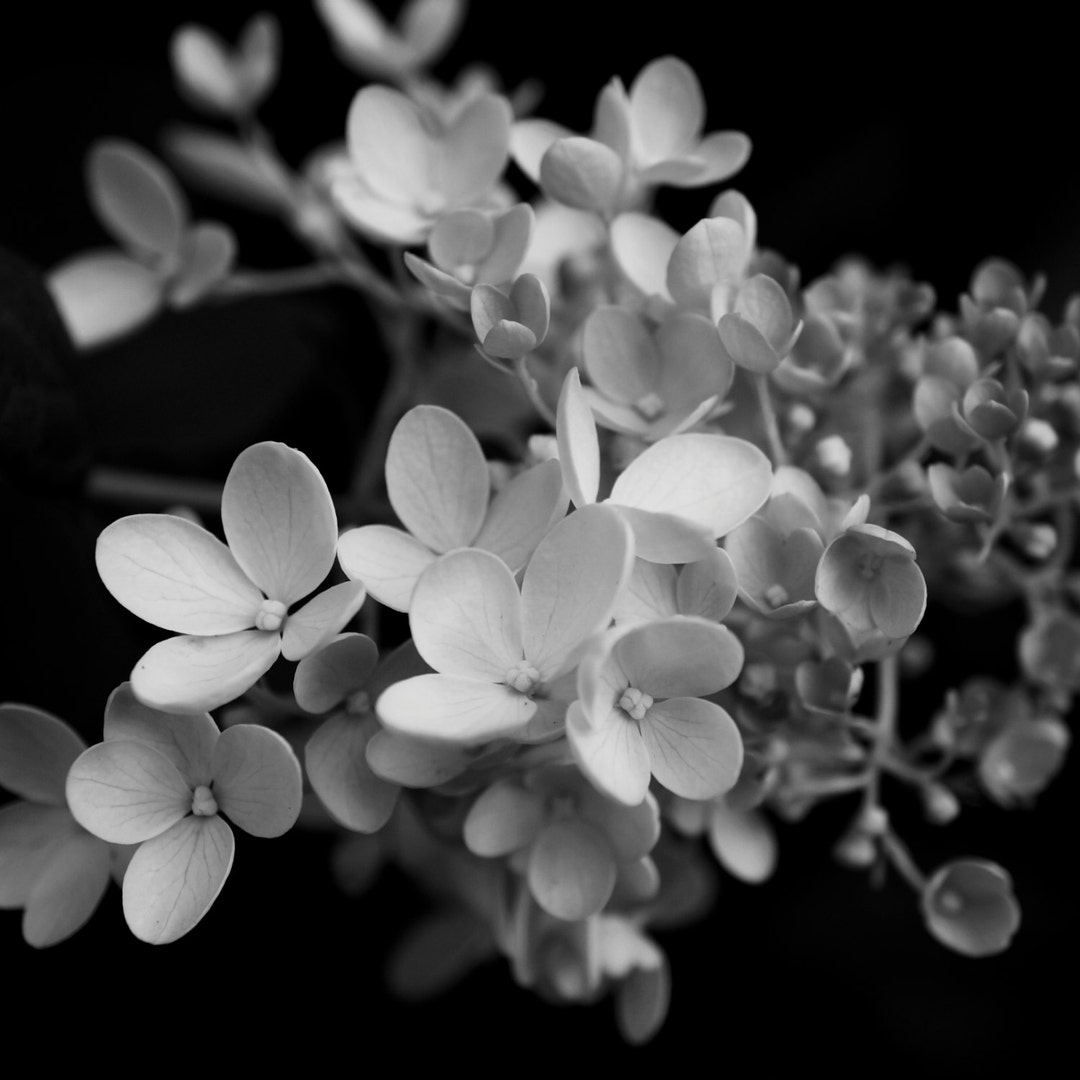 Fine Art Photography Nature Art Macro Photography Wall Art Etsy