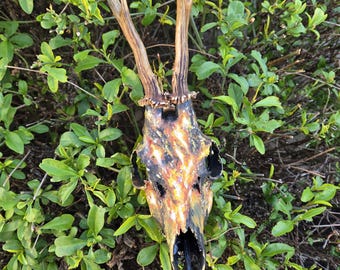 Earth's Soul 1 - European Roe Deer