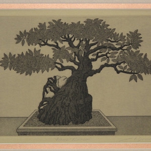 Ficus Bonsai- Original Etching Hand-Pulled