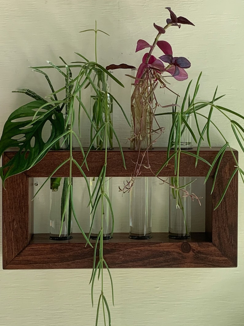 Plant Propagation Station, Gift for Plant Lovers, Wooden Wall Mounted Cutting Propagator image 4