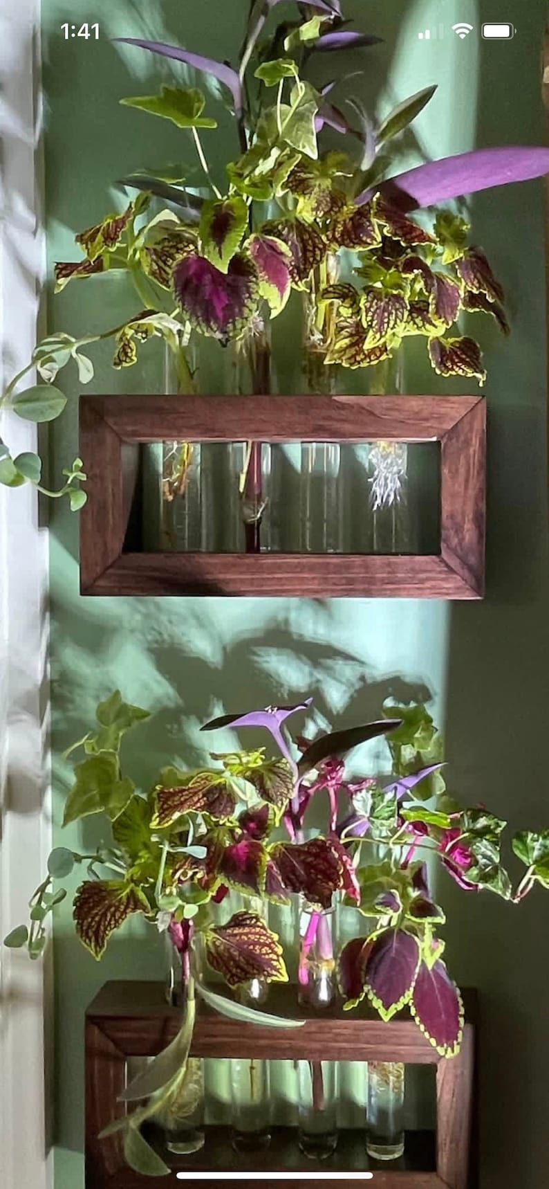Plant Propagation Station, Gift for Plant Lovers, Wooden Wall Mounted Cutting Propagator image 3