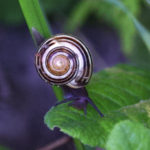 Snail in Spiral Shell, Snail Photo Print, Midnight Blue Snail, Wildlife Photography