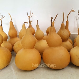 Set 2 Big Gourds - Dried - Planted by Vietnamese Farmers- Unopened/Unpainted -Birthday gifts - Gifts for him - Gifts for dad - Gift for boy