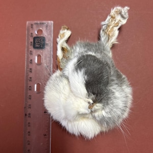 May include: A taxidermied rabbit head with gray, white, and tan fur. A ruler is placed next to the rabbit head, showing measurements in inches. The rabbit's ears are visible, and the fur appears soft.