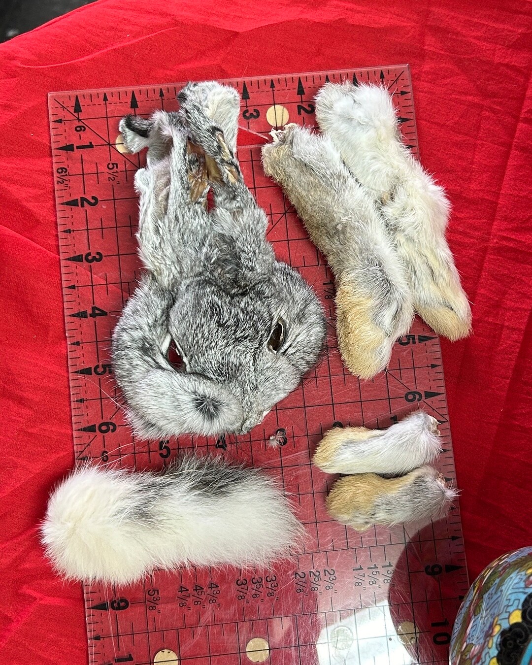A2 Grey Chinchilla Colored Rabbit Face, With Four Feet and Tail. Real ...