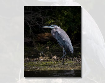 Great Blue Heron | Bird Photography | Nature Print