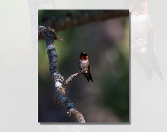 Ruby-throated Hummingbird | Bird Photography | Nature Print