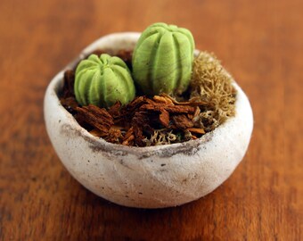 Cactus Terrarium in Handbuilt Bowl - Modern Miniature decor
