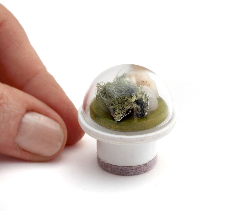 Dome-Covered Tabletop Terrarium Modern Miniature decor image 3