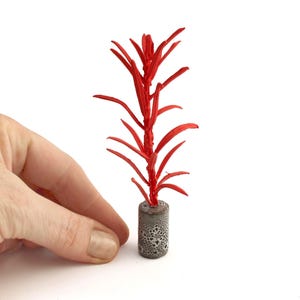 Puede incluir: Una pequeña planta roja con hojas largas y delgadas, colocada en una pequeña maceta gris texturizada. La planta es sostenida por una mano sobre un fondo blanco. El color vibrante de la planta contrasta con los tonos apagados de la maceta.