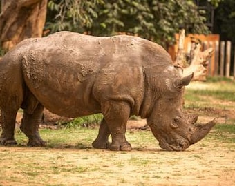 Rhino Experience Sponsorship | Beats and Books | Christmas Global Partner Thank You Card