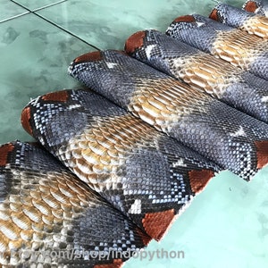 May include: Rolled snake skin pieces in a variety of colours. The skins feature a pattern of grey, brown, and white scales. The edges of the rolls are reddish-brown. The image is taken from a slightly elevated angle.