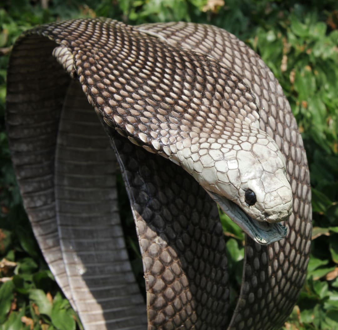 Pelle di serpente prezzo deals