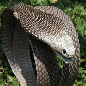 Genuine Cobra Snakeskin Head Leather Belt - Unisex