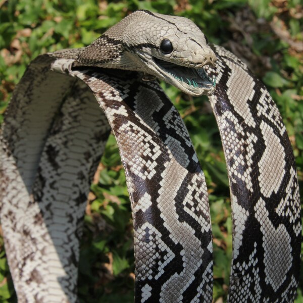 Python Belt Genuine leather Snake Skin Head Leather Unisex (Woman or Man)