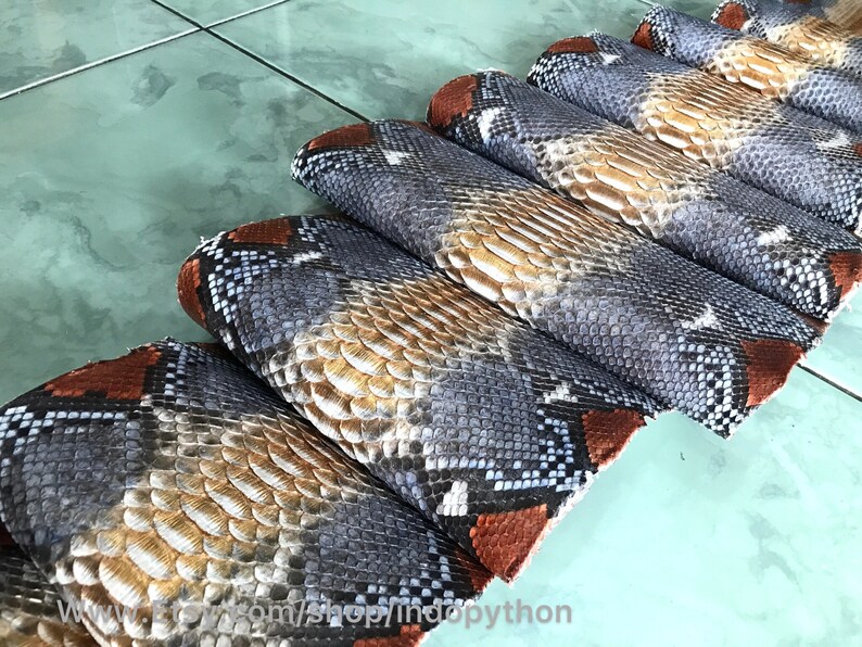 May include: Rolled snake skin pieces in a variety of colours. The skins feature a pattern of grey, brown, and white scales. The edges of the rolls are reddish-brown. The image is taken from a slightly elevated angle.