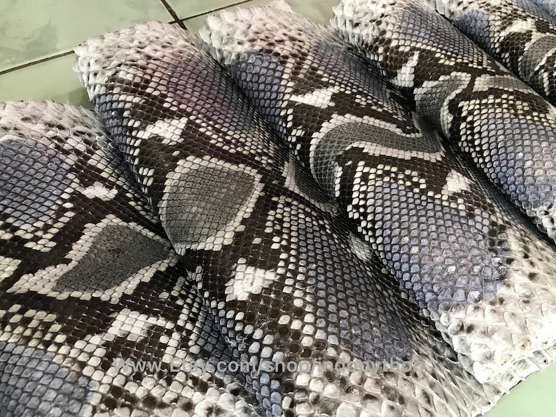 May include: Close-up of several pieces of gray and white snakeskin. The skin has a textured pattern and is folded in a stack.