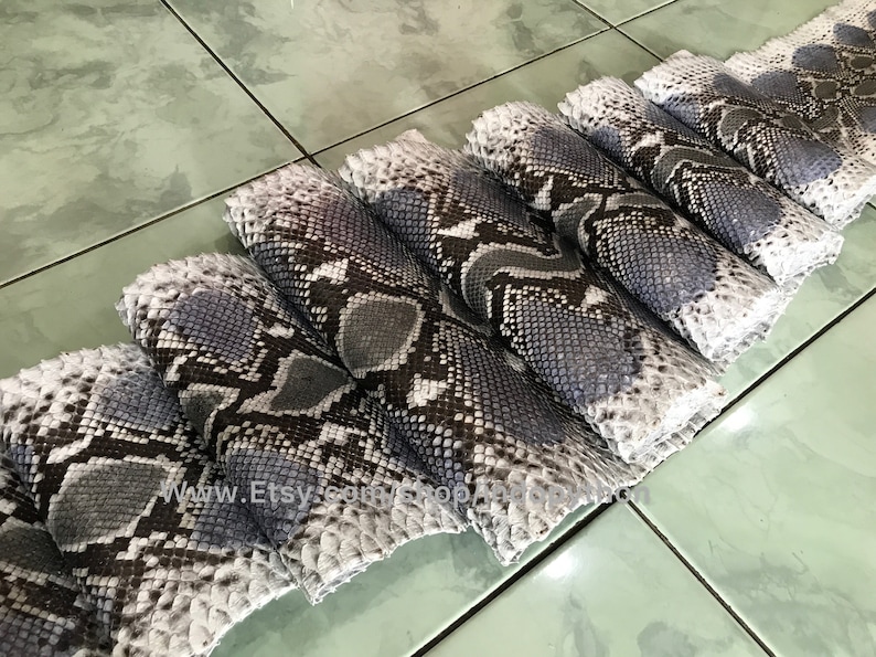 May include: A close-up of several pieces of gray and white snakeskin. The skin is arranged in a row, with the scales visible. The skin is smooth and shiny.