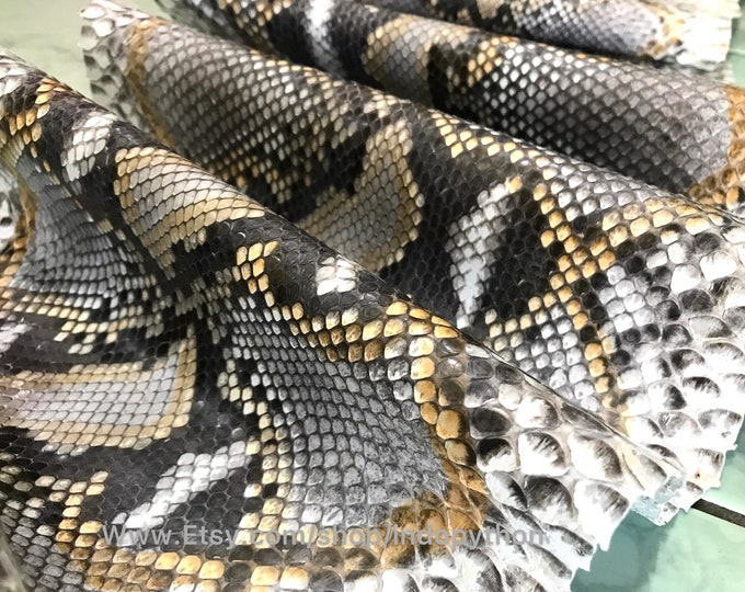 Taxidermy Snake Rare Woma Python Taxidermy Mount Formalin Fixed ...