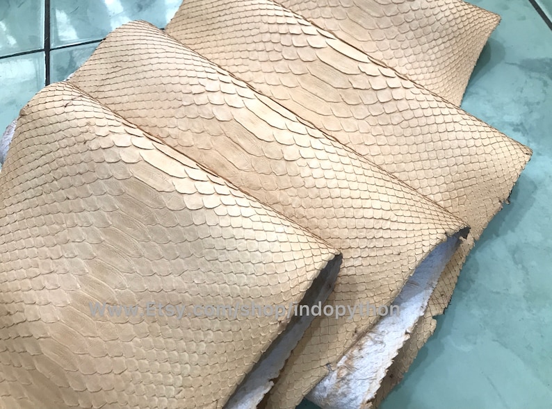 Puede incluir: Primer plano de varios trozos de cuero de piel de serpiente beige. El cuero tiene una textura escamosa y est&aacute; doblado, revelando la parte inferior. Las escamas son peque&ntilde;as y est&aacute;n muy juntas, creando un patr&oacute;n &uacute;nico. El cuero parece natural y sin tratar.