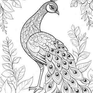 May include: A black and white line drawing of a peacock with its tail feathers spread out. The peacock is surrounded by flowers and leaves.