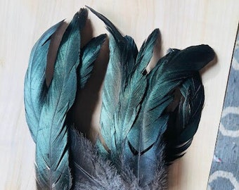 cruelty free feathers - 10 long shiny black tail feathers, 7-10 inches long, shiny black (m2)