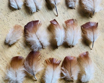15 small auburn feathers from a Royal Palm turkey, 1-3"  (s59)