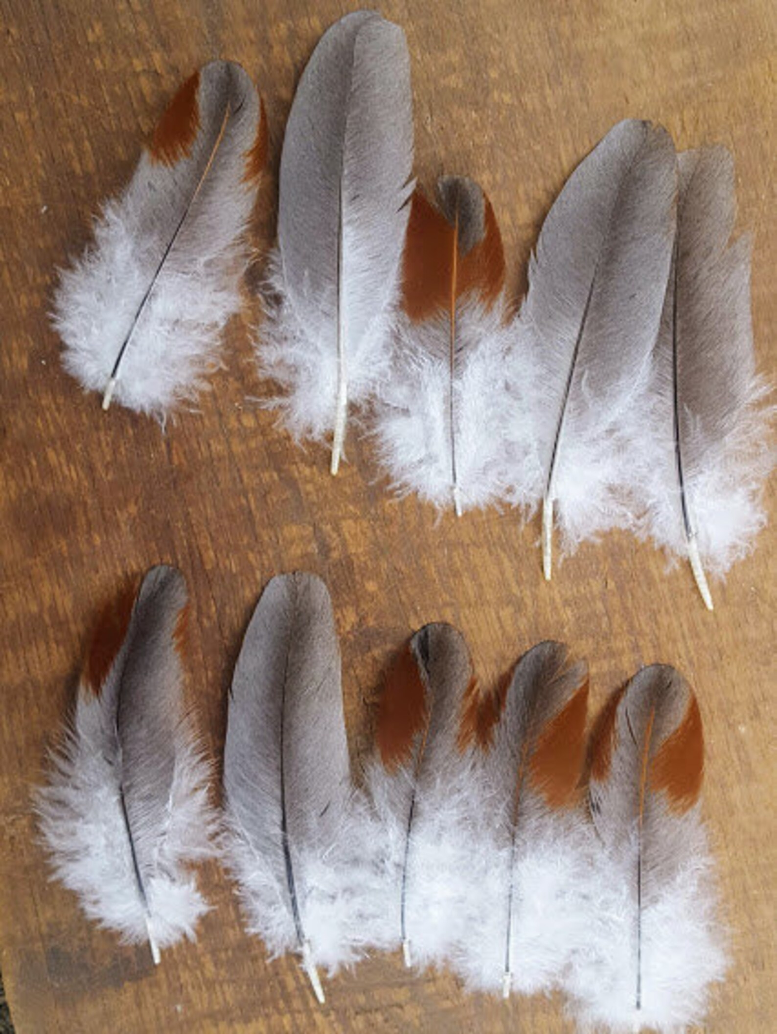 Cruelty free feathers 10 grey with asymmetrical red patterns Etsy