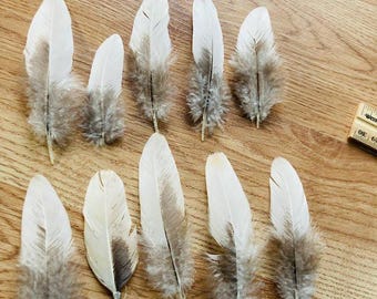 10 white with grey small wing feathers, all natural and cruelty free from organic, free range chickens, (s1)