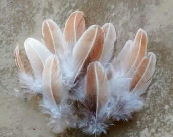 Cruelty free feathers - 11 "golden partridge" secondary feathers, light orange and white speckled, free range chickens, quail like (s87)