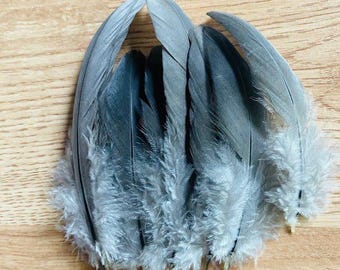 10 small grey wing feathers, 3-5" from organic, free range chickens, coverts, cruelty free (s24)