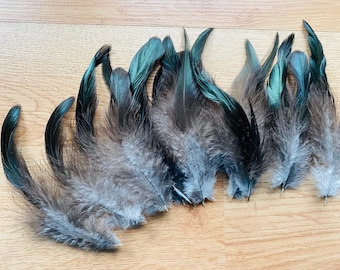 16 super shiny 5-6 inches long black and tan rooster tail feathers from a free range rooster. sustainably sourced, ethical feathers  (s82)