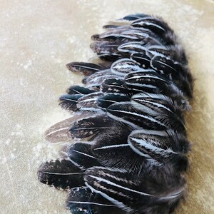 cruelty free feathers 35 silver pheasant, black and white patterned feathers from a domestic chicken, feathers for earrings, natural image 6