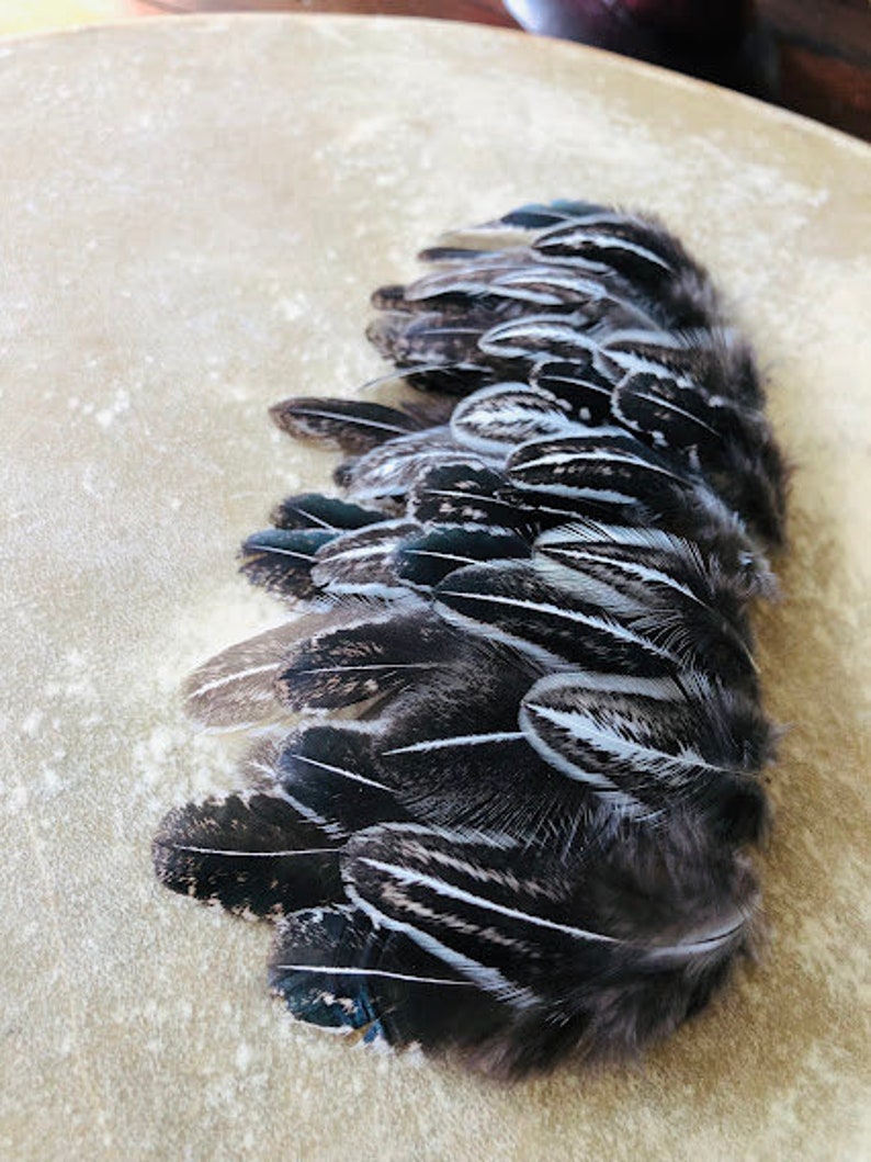 cruelty free feathers 35 silver pheasant, black and white patterned feathers from a domestic chicken, feathers for earrings, natural image 6