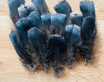 15 sturdy medium black wing and tail feathers from a turkey 4"-7,"  cruelty free feathers, turkey tail s124