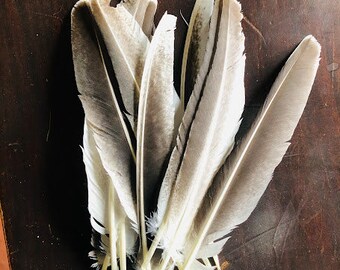 13 large Royal Palm wing feathers.   Cruelty free,  Organic, raised on pasture, all natural (L8)