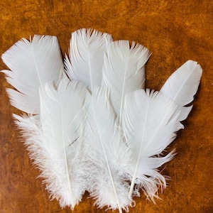 7 all white tail feathers from a royal palm turkey, large, organic, raised on pasture, sustainable, all natural (s200)