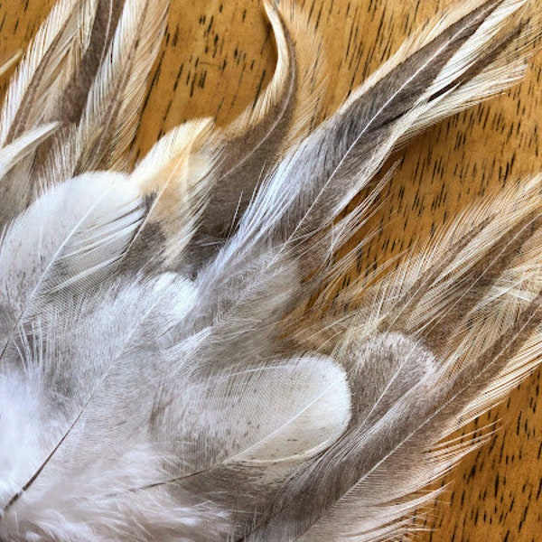 ethical feathers: lovely gray, white, and gold feathers, Victoriana, 25 assorted, natural, cruelty free,