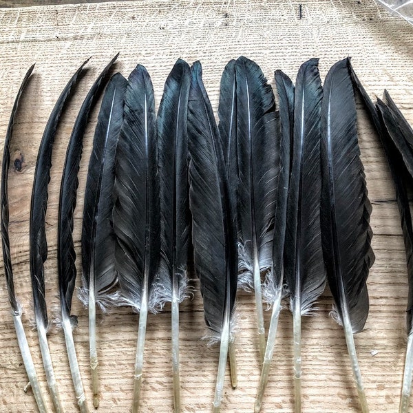 Cruelty free feathers - 15 very long black duck primaries, large wing feathers, from organic, free range muscovy ducks (L)