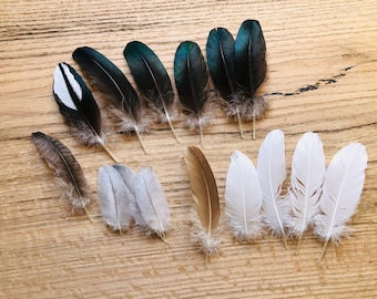 Cruelty free feathers - 15 all natural assorted secondaries, small wing feathers, from organic, free range muscovy ducks (s1)