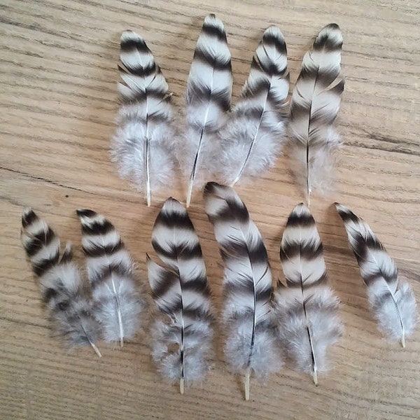 Cruelty free feathers - 10 all natural black and white secondary wing feathers, from organic, free range chickens, (s90)