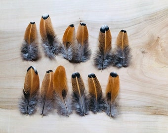 Cruelty free feathers - 12 orange and black with white tips secondary wing feathers, organic, free range chickens, all natural (s86)