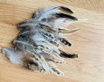 16 latte patterned tail feathers in tan, black and white, 4-6 inches long, from a free range rooster.  (s75)