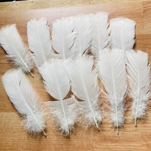 11 all white tail feathers from a royal palm turkey, large, organic, raised on pasture, sustainable, all natural (m22)